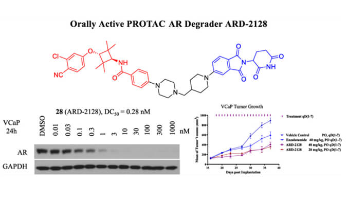 ARD-2128是一种PROTAC AR降解剂，，，具有精彩的血浆和微粒体稳固性，，，本研究中体外稳固性和PK研究通过CC网投举行