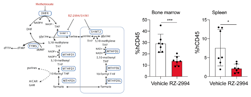 研究职员使用RZ-2994来表征抑制SHMT1/2在T细胞急性淋巴细胞白血病 (T-ALL) 中的作用，，RZ-2994通过CC网投定制合成