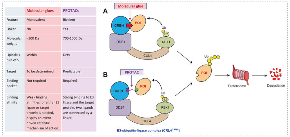 3-通过泛素-(Ub)-卵白酶系一切降解目的卵白-(POI)-示意图：分子胶(A)；；；；PROTAC-(B).jpg