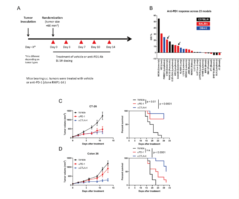 免疫检查点阻断疗法改变了癌症治疗的范式，，，此研究中通过CC网投在23 个同源肿瘤模子中举行了抗PD-1抗体的体内研究
