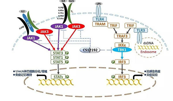 自身免疫疾病或迎新疗法！CC网投助力微芯生物CS12192获批FDA.jpg