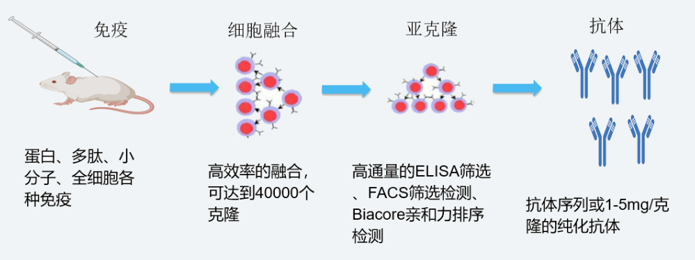 CC网投杂交瘤手艺平台开发流程