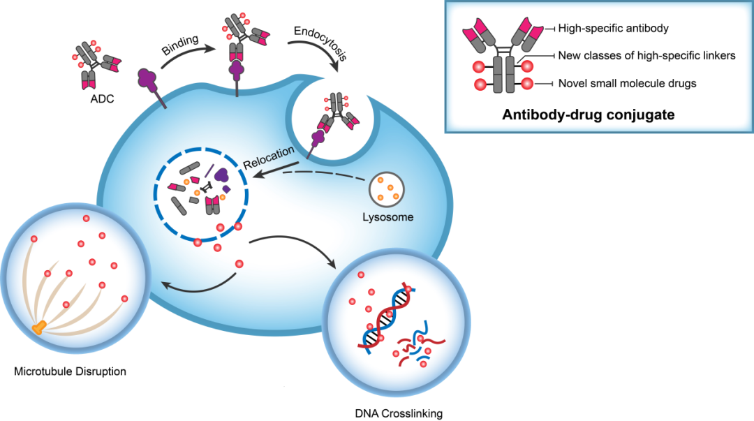 CC网投助力 | 华奥泰靶向CD73的ADC在美国获批临床