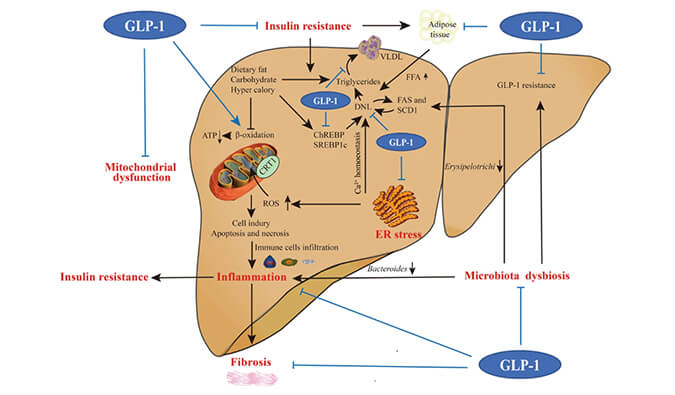 谁将成为 2024年全球生物医药首个黑马？？NASH领域突破性药物即将问世？？