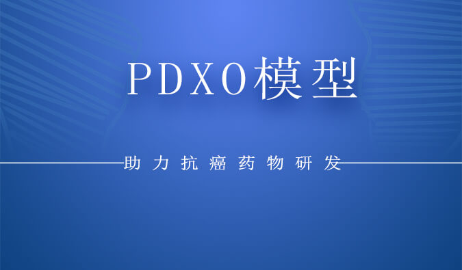 PDXO模子.jpg