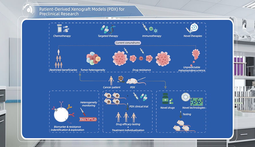 什么是临床前研究的PDX（人源肿瘤异种移植）模子？？