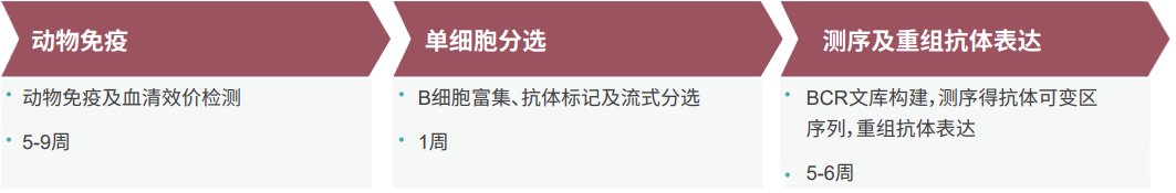 CC网投单B细胞抗体发明平台