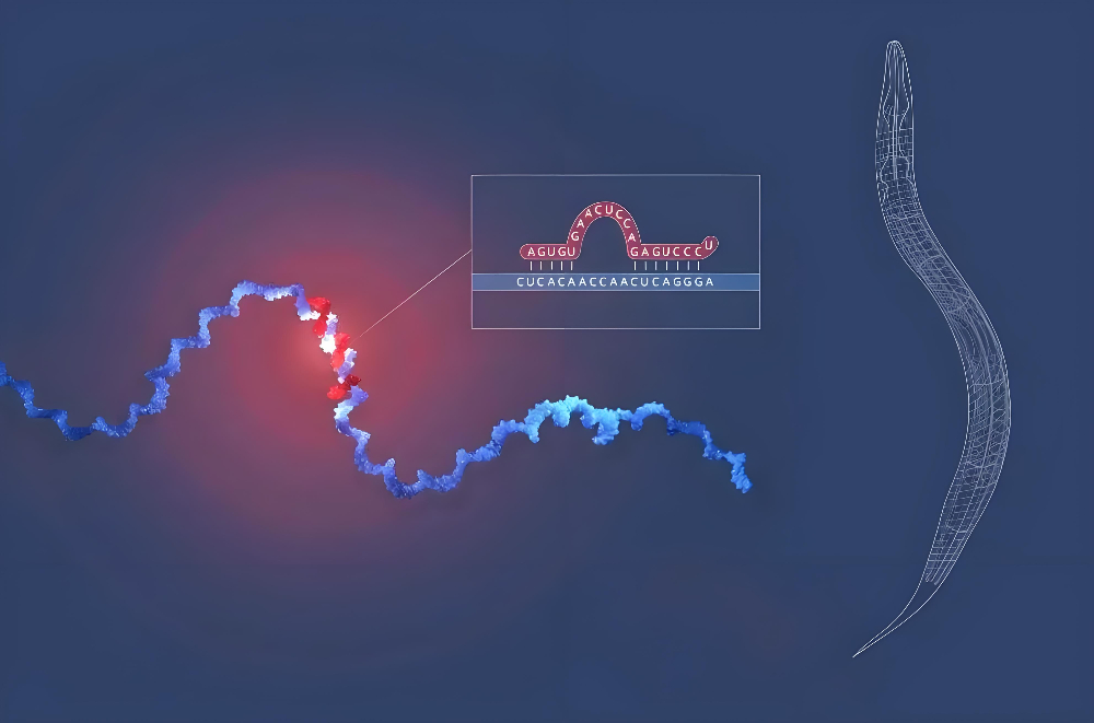 miRNA成诺贝尔奖明星分子，，，，CC网投正全速赋能核酸药物研发