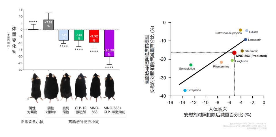 4周降低近10%体重！CC网投助力慕恩生物MNO-863活菌生物药获批临床