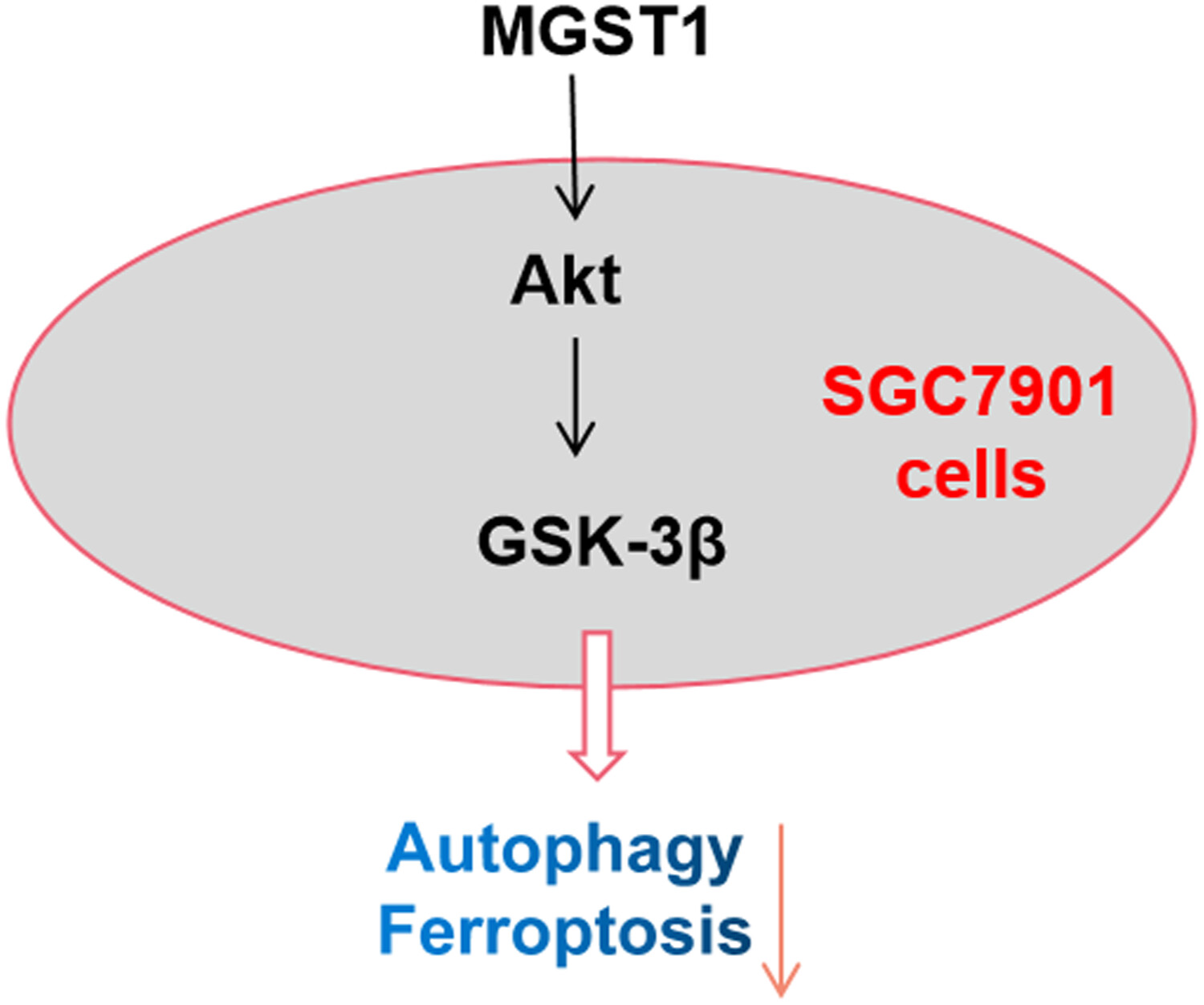 MGST1过表达通过激活Akt/GSK-3β信号通路诱导胃癌细胞增殖，，，，本研究中MGST1过表达等体外实验通过CC网投举行
