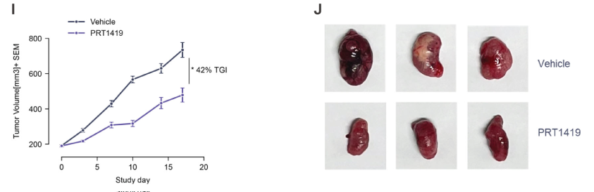 MCL1抑制剂在多种实体瘤和血液肿瘤模子中显示抗肿瘤效果，，，，，本研究中药效实验通过CC网投举行
