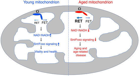 特异性RET抑制剂CPT可改善阿尔茨海默病，，，，，本研究中CPT由CC网投化学部分合成